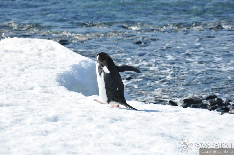 Как не хватает Антарктиды...
