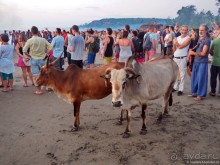 Гоа прекрасен, но Арамболя лучше избегать