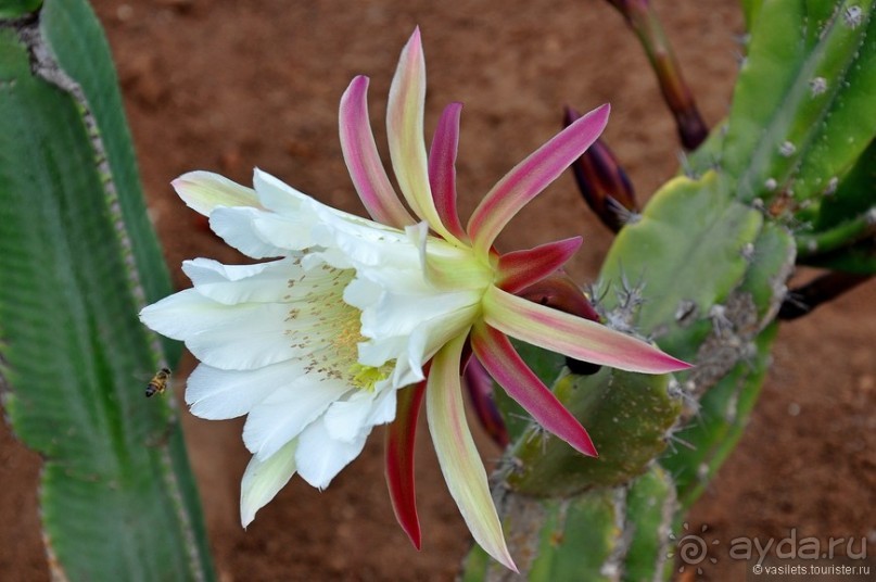 Побродим по Агадиру