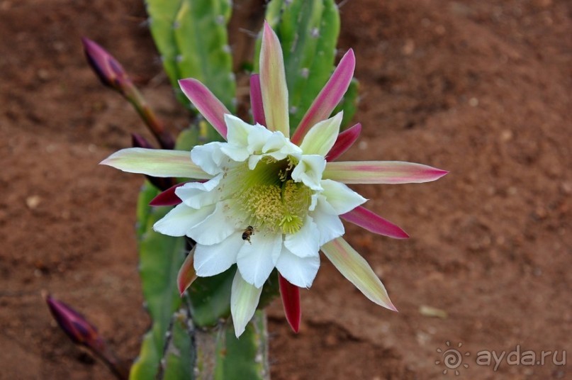 Побродим по Агадиру