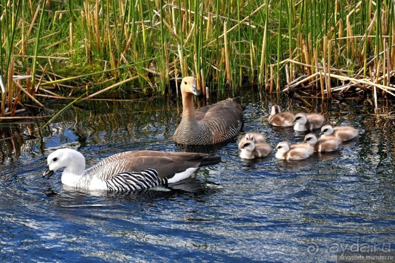 Ледниковый период в Эль-Калафате