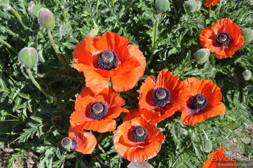 Ледниковый период в Эль-Калафате