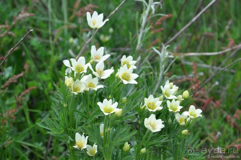 Ледниковый период в Эль-Калафате