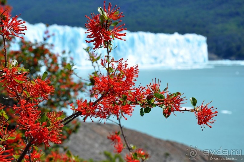 Ледниковый период в Эль-Калафате