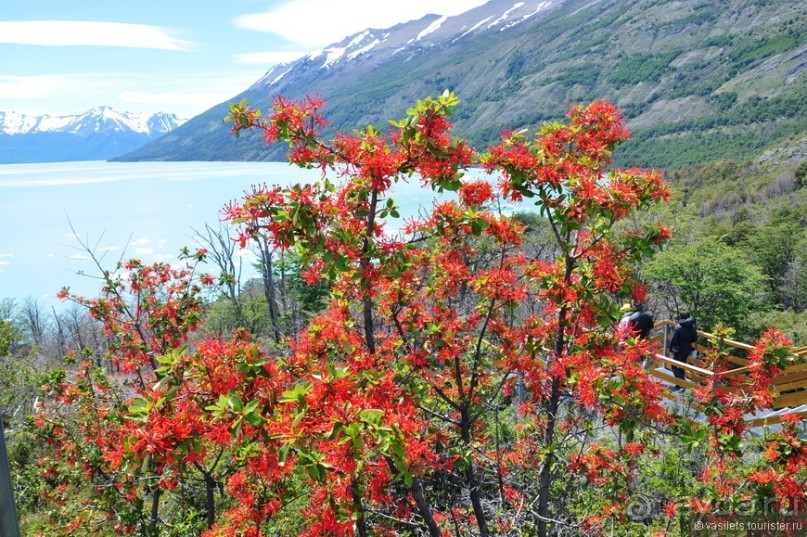 Ледниковый период в Эль-Калафате