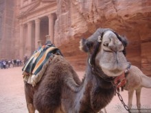 Петра перед новым годом