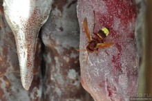 Тбилиси на бегу или встреча Туристеров