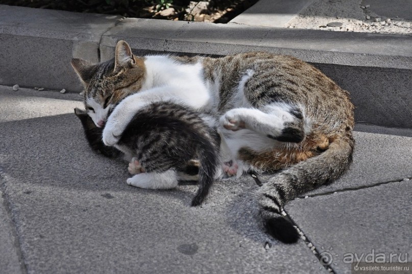 Тбилиси на бегу или встреча Туристеров