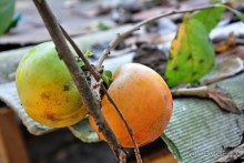 Грузия. В поисках своих корней