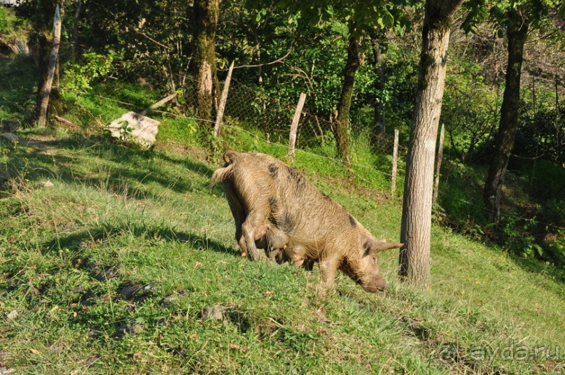 Грузия. В поисках своих корней