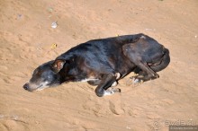 Суровая Гоанская зима