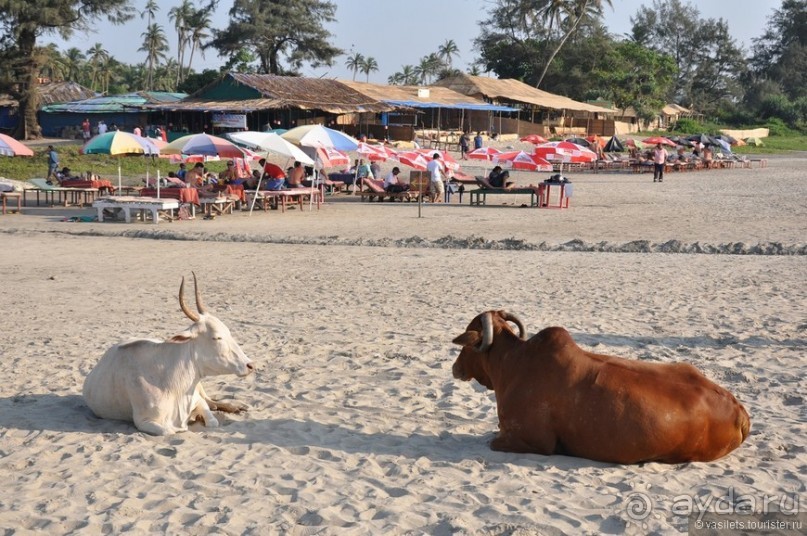 Суровая Гоанская зима