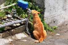 Кирения — там не был лишь ленивый