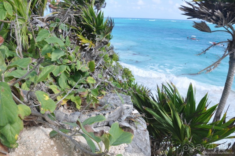 Мексика. Тулум. Карибское море и синоты