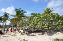 Мексика. Тулум. Карибское море и синоты