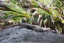 Мексика. Тулум. Карибское море и синоты