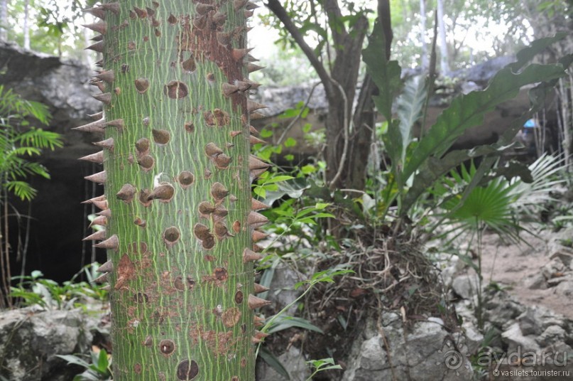 Мексика. Тулум. Карибское море и синоты