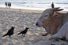 Гоа в третий раз. Калангутские будни