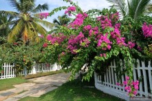 Гоа в третий раз. Калангутские будни