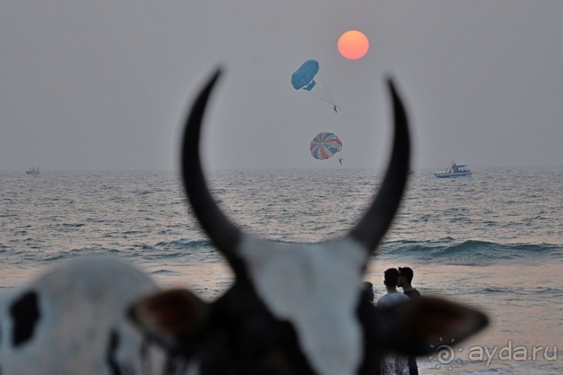 Гоа в третий раз. Калангутские будни