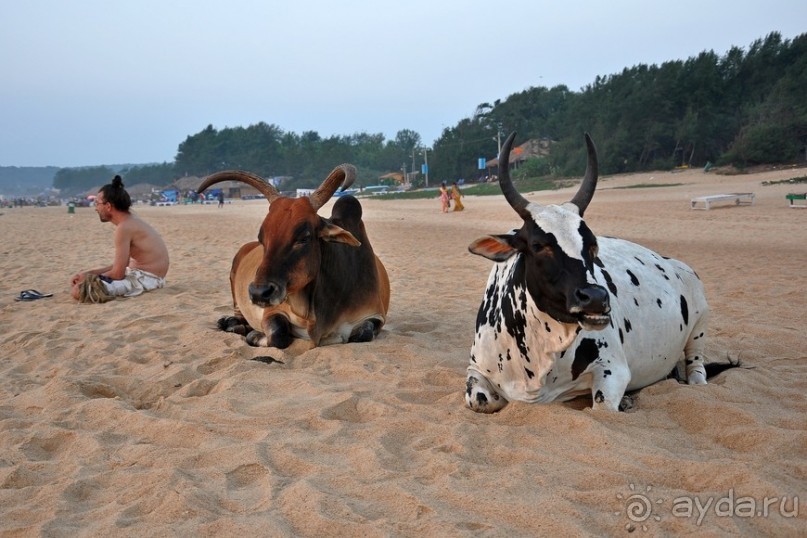 Гоа в третий раз. Калангутские будни