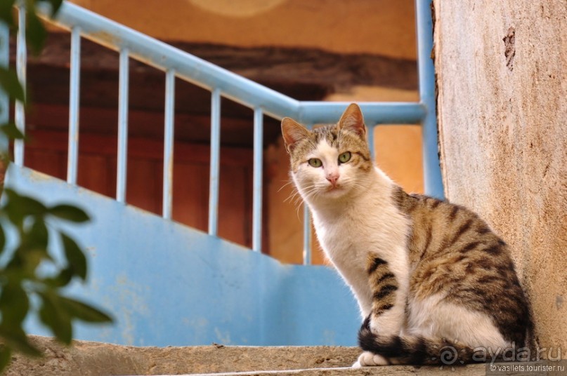 Кипрское очарование