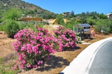 Кипрское очарование