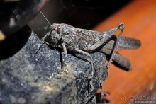 Кипрское очарование