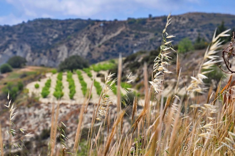 Кипрское очарование