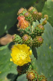 Кипрское очарование