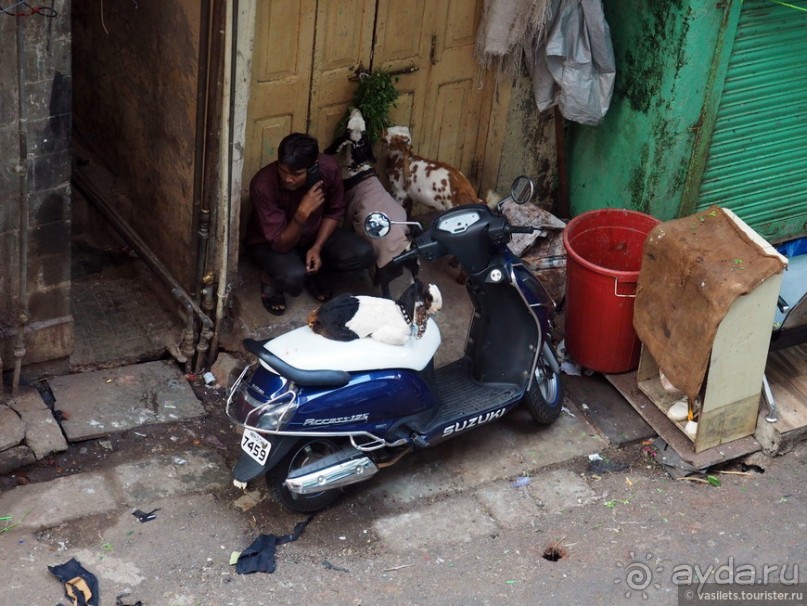 Гоа-Непал-Индия. Коротко о длинном...