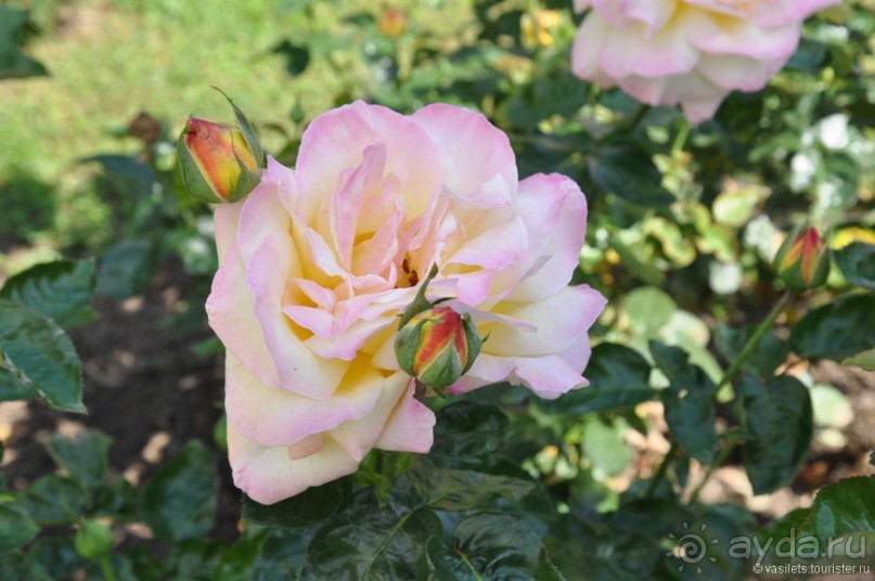 Уголок покоя — Новоспасский монастырь