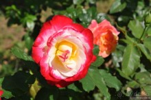 Уголок покоя — Новоспасский монастырь