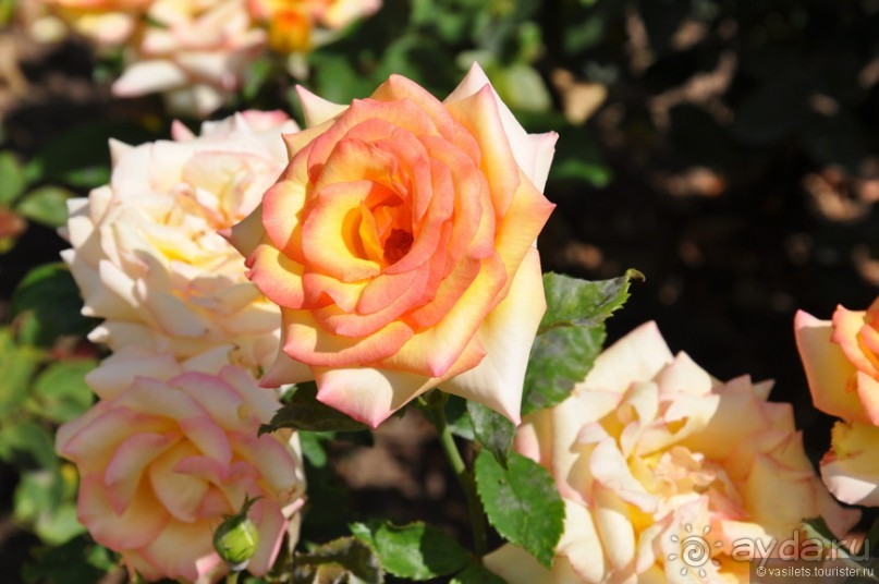 Уголок покоя — Новоспасский монастырь