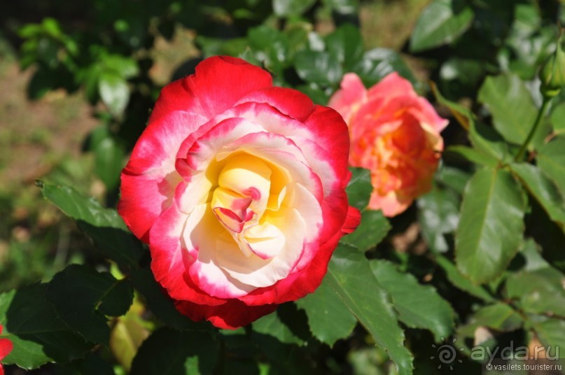 Уголок покоя — Новоспасский монастырь