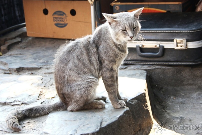 Львов - город львов