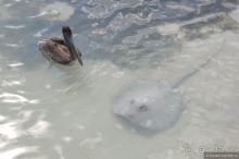 Белиз. Восторг и недоумение.