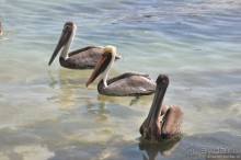 Белиз. Восторг и недоумение.