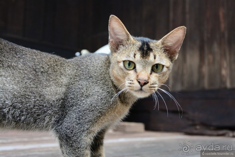 По Бирме босиком