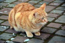 Крутицы и Новоспасский монастырь