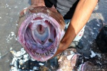 Королевство Марокко и его Агадир