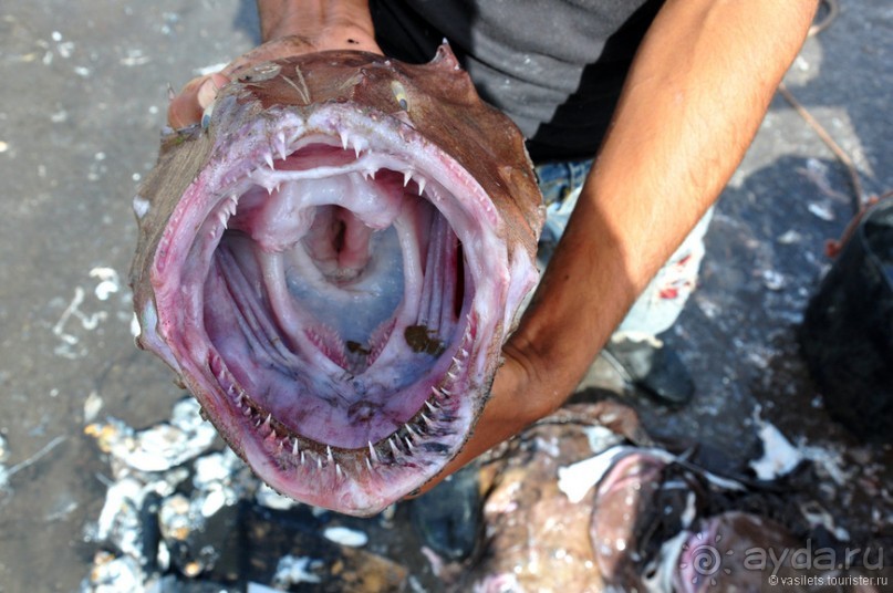 Королевство Марокко и его Агадир