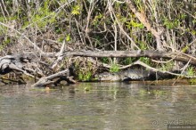 Белиз - дикие земли