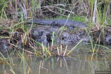 Белиз - дикие земли