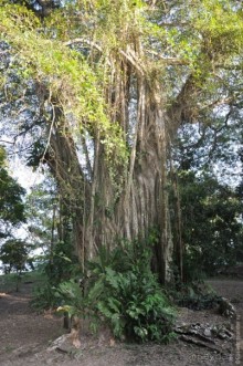 Белиз - дикие земли