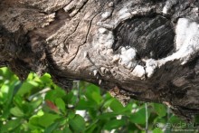 Белиз - дикие земли