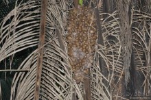 Белиз - дикие земли