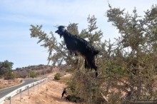 Эссуэйра-Марракеш — лучше без гида