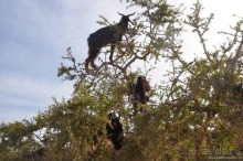 Эссуэйра-Марракеш — лучше без гида