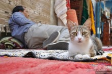 Эссуэйра-Марракеш — лучше без гида